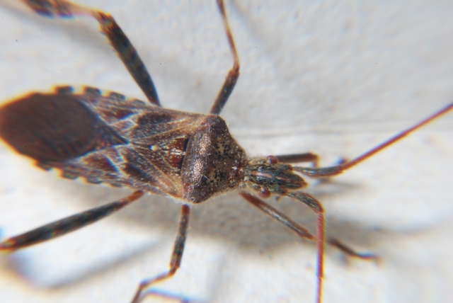 Sconosciuto (sino al 2000): Leptoglossus occidentalis